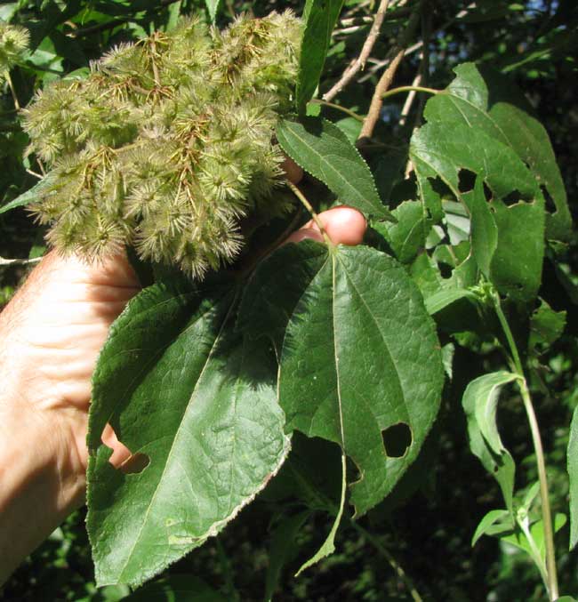 HELIOCARPUS DONNELL-SMITHII, leaves & fruit