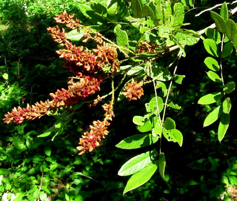 Balché, LONCHOCARPUS RUGOSUS, leaves & flowers