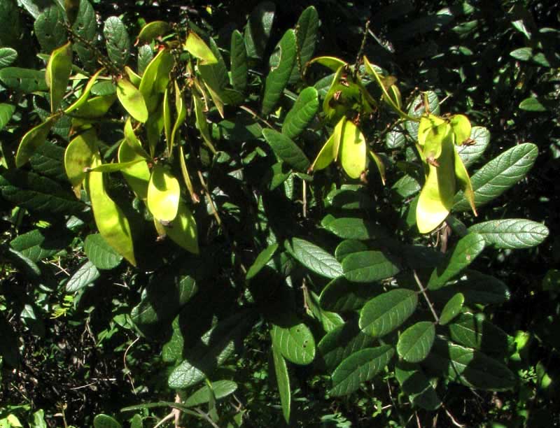 Balché, LONCHOCARPUS RUGOSUS, fruits, or legumes