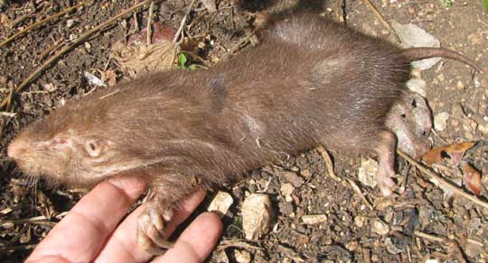 Pocket Gopher, or Tuza, ORTHOGEOMYS HISPIDUS YUCATANENSIS