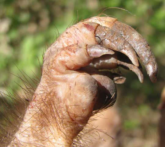 Pocket Gopher, or Tuza, ORTHOGEOMYS HISPIDUS YUCATANENSIS, foot