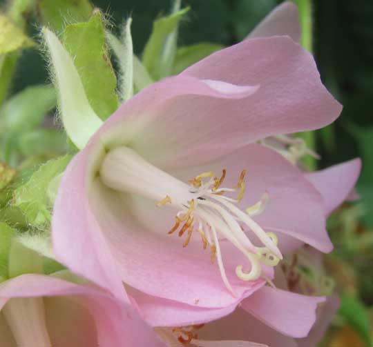 DOMBEYA WALLICHII, flower