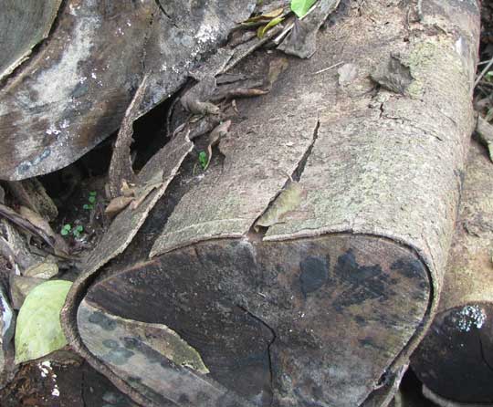 slime mold fruiting bodies on logs