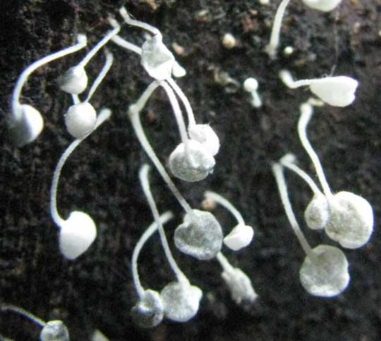 Slime mode sporangia or stalked fruiting bodies