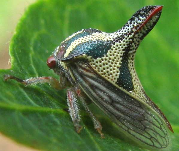 Treehopper in Yucatan, Mexico