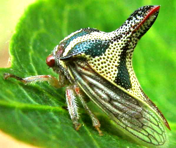 Treehopper in Yucatan, Mexico