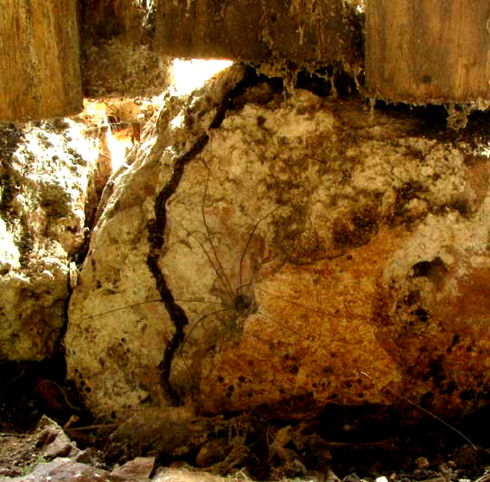 termite shelter tube
