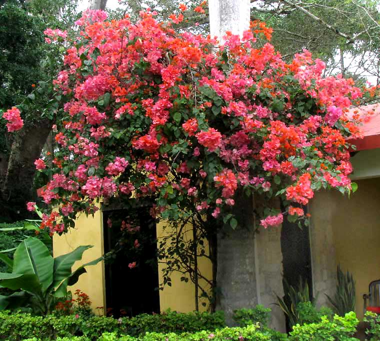 BOUGAINVILLEA