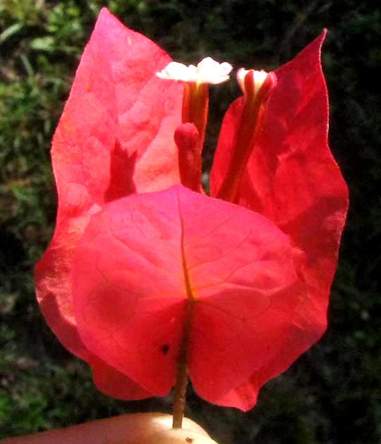 BOUGAINVILLEA flower cluster