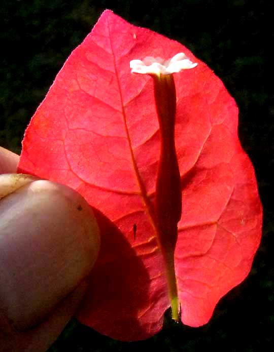 BOUGAINVILLEA flower with bract