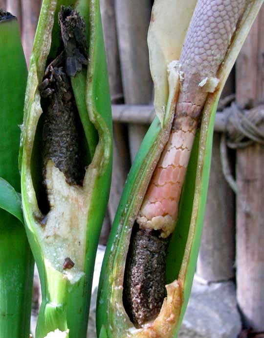 Arrowleaf Elephantear, Xanthosoma sagittifolium, spathe cut away to show female flowers