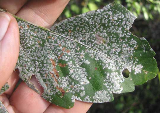 foliicolous lichen on leaf in the Yucatan, Mexico