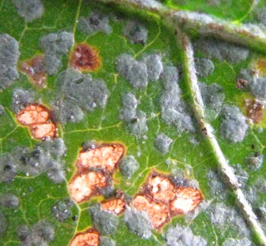 foliicolous lichen on leaf in the Yucatan