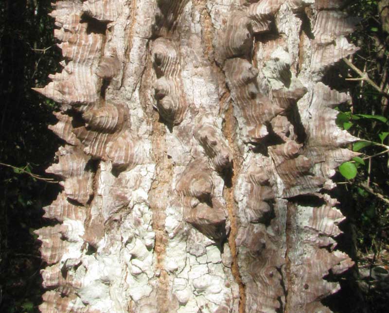 spiny bark of Schott's Ceiba, CEIBA SCHOTTII
