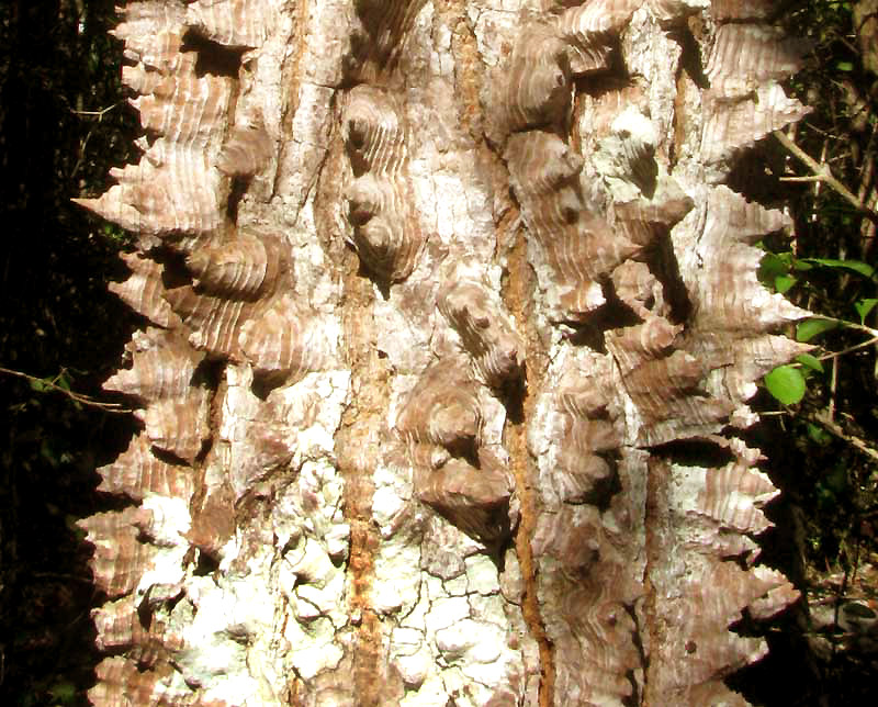 spiny bark of Schott's Ceiba, CEIBA SCHOTTII