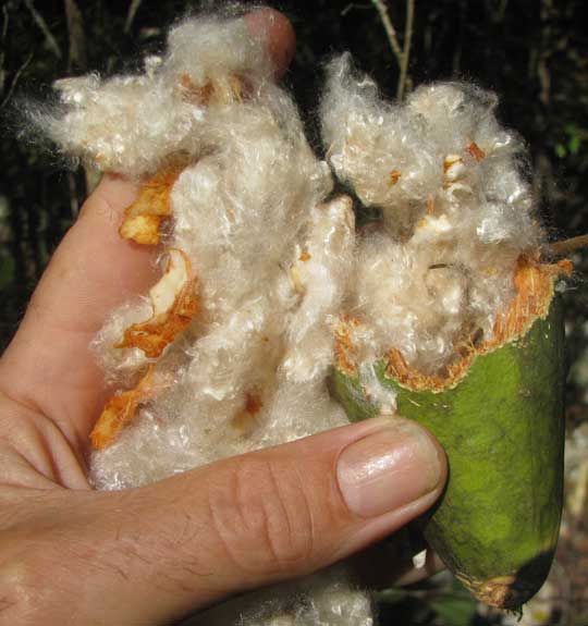 Schott's Ceiba, CEIBA SCHOTTII, fruit open to show kapok fibers