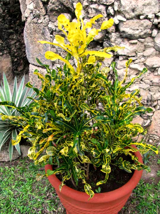 Variegated Croton, CODIAEUM VARIEGATUM