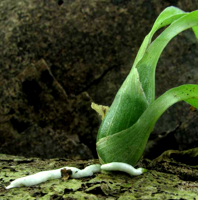 white roots, or velamen, on Catasetum integerrimum