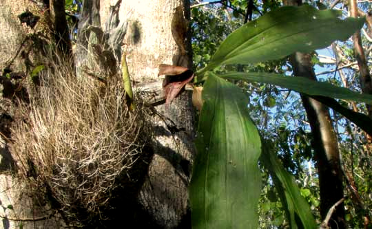 white roots, or velamen, on Catasetum integerrimum