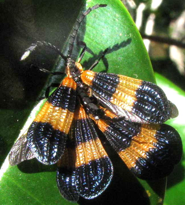 Net-winged Beetle, genus Calopteron, two males trying to mate with a female