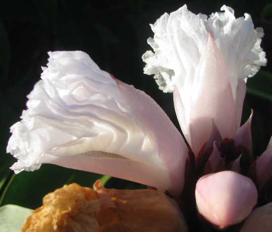 Crepe Ginger, COSTUS SPECIOSUS, flowers