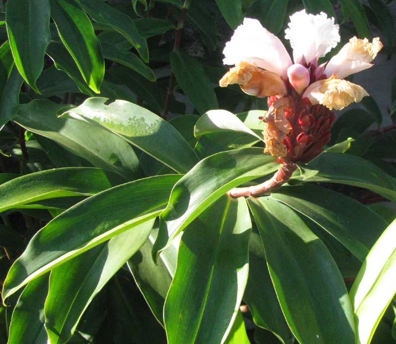 Crepe Ginger, COSTUS SPECIOSUS