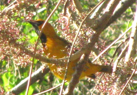 Altamira Oriole, ICTERUS GULARIS, feeding on Urera baccifera fruits