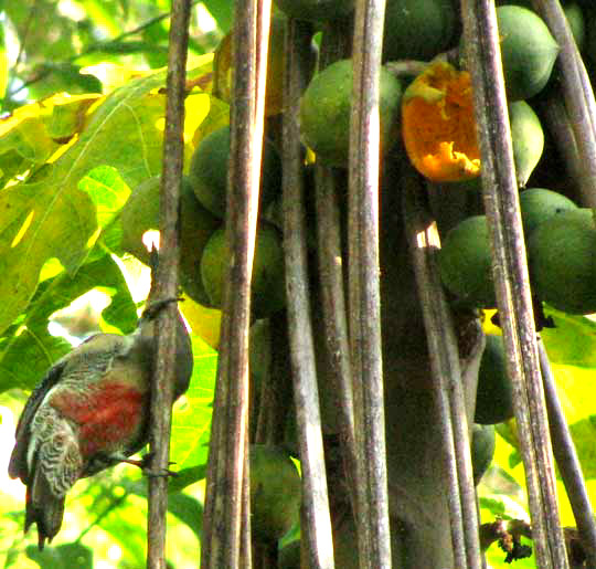 Golden-fronted Woodpecker, CENTURUS AURIFRONS, feeding on Wild Papaya