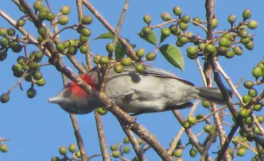 Rose-throated Becard, PACHYRAMPHUS AGLAIAE, male feeding among immature fruits of Bursera simaruba