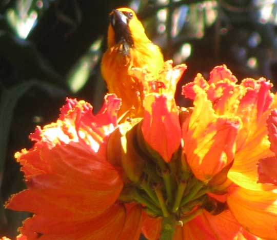 Altamira Oriole, ICTERUS GULARIS, feeding atop African Tulip flowers