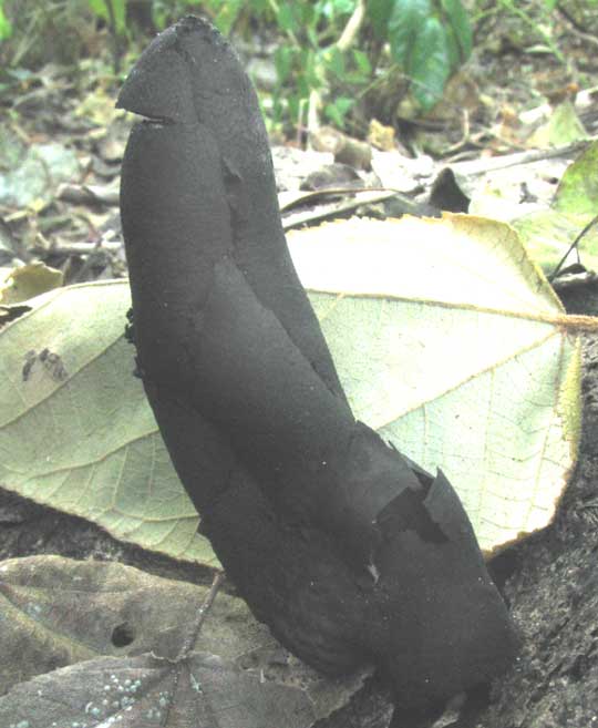 Dead-Man's Fingers, Xylaria polymorpha