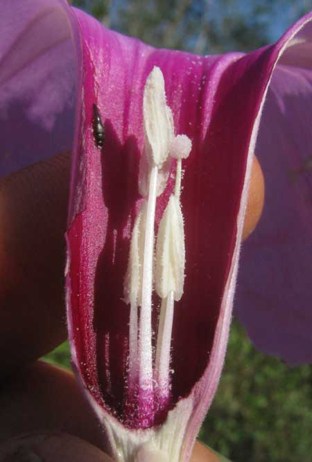 Vining Bush Morning-Glory, IPOMOEA CARNEA ssp. CARNEA, flower longitudinal section