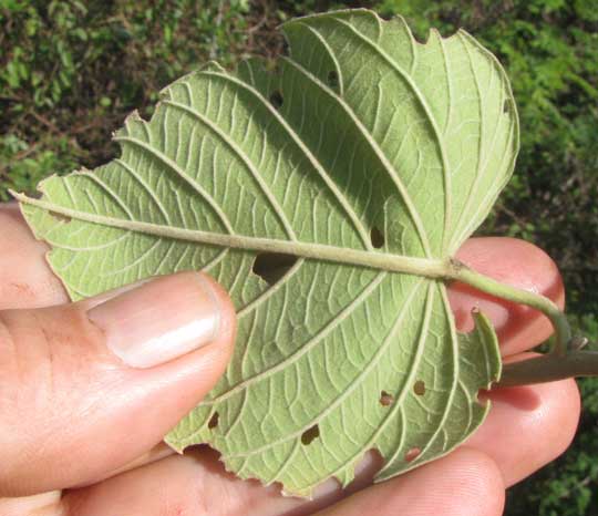 Vining Bush Morning-Glory, IPOMOEA CARNEA ssp. CARNEA, velvety leaf underside