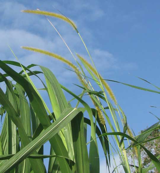 Elephant Grass, PENNISETUM PURPUREUM, inflorescences