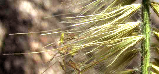 Elephant Grass, PENNISETUM PURPUREUM, flowers showing bristles