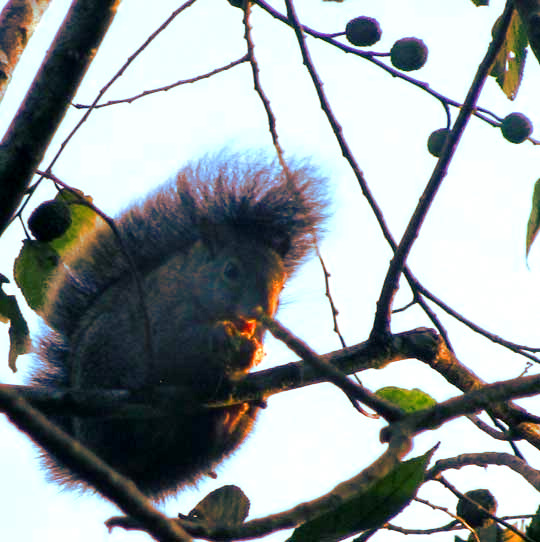 Yucatan Gray Squirrel, Sciurus yucatanensis, feeding on Guazuma ulmifolia fruits