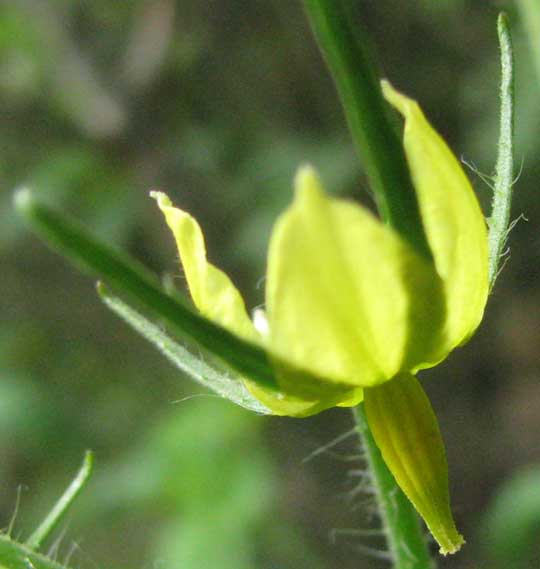 tomato flower