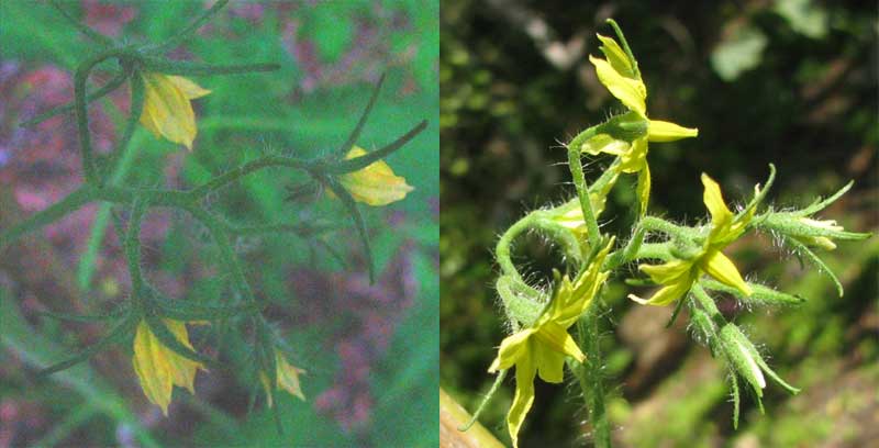 tomato flowers, closed at dusk, open next morning