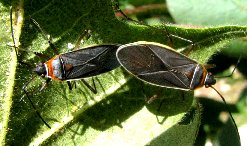 Cotton Stainers, DYSDERCUS MIMULUS, copulating on cotton