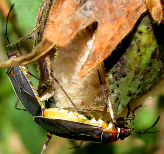 Cotton Stainers, DYSDERCUS MIMULUS, copulating on a cotton boll