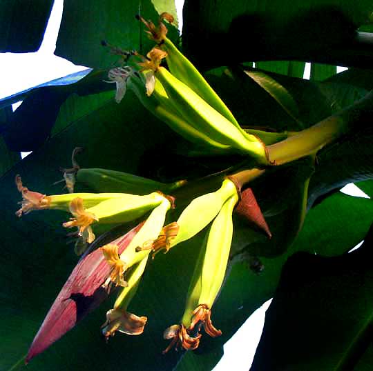 banana flowers, female