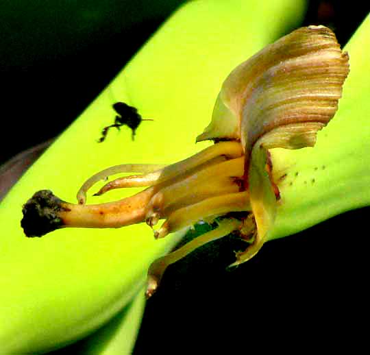 female banana flower stamens, stigma & style