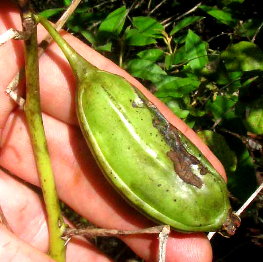 CYRTOPODIUM MACROBULBON fruit