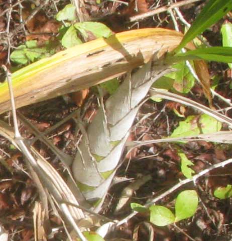 CYRTOPODIUM MACROBULBON, pseudobulbs covered with pale leaf petioles