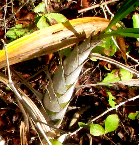 CYRTOPODIUM MACROBULBON, pseudobulbs covered with pale leaf petioles