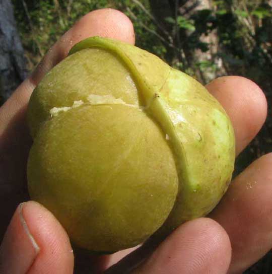 GARCIA NUTANS fruit showing thin husk