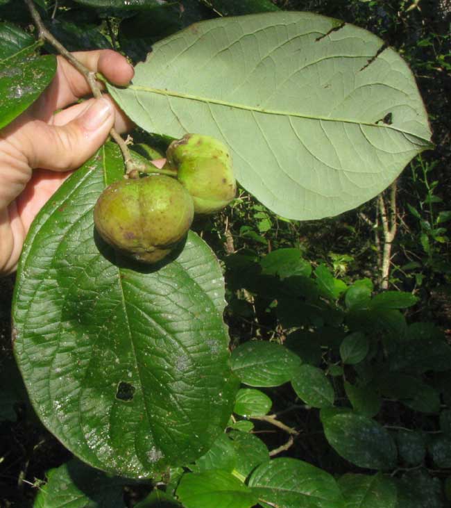 GARCIA NUTANS, leaves and fruits