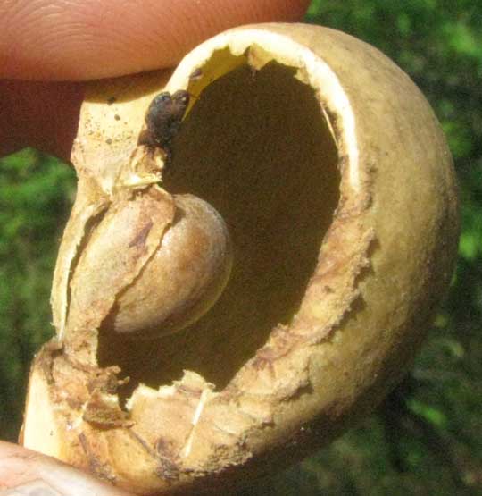 GARCIA NUTANS, fruit open to show pendulous seed