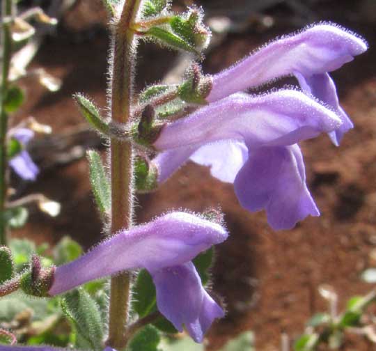 Gaumer's Skullcap, SCUTELLARIA GAUMERI, flowers covered with stalked glands