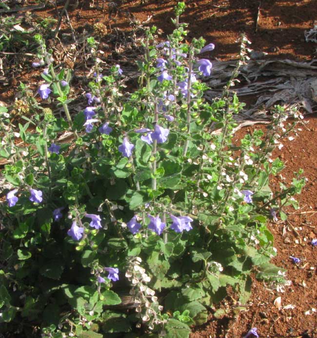 Gaumer's Skullcap, SCUTELLARIA GAUMERI